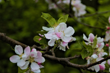 white-pink flowers on brown branch with green leafs