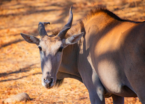 Close up photo of female Giant eland, known as the Lord Derby eland in the Bandia Reserve, Senegal. It is wildilfe photo of animal in Africa.