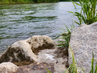 Stein am Fluss Grün, wald