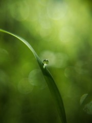 The fresh morning dew sticks to the green leaves