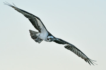 Fototapeta premium Osprey (Pandion haliaetus) in flight.