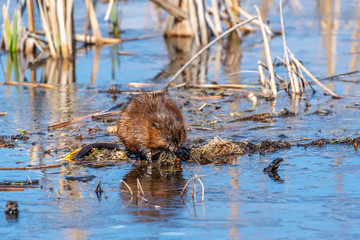 Muskrat (Ondatra zibethicus) feeding in a marsh.