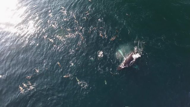 drone shot of large humpback whale in California with sea lions harassing, chasing, playing literally bumping noses
