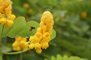 Abeja y flor