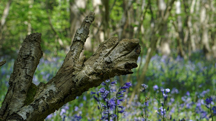 Bluebell Wood