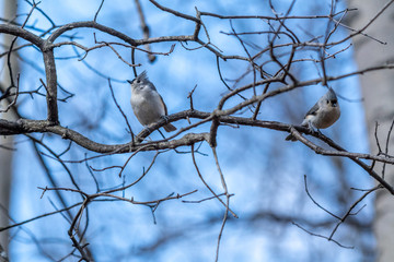 Two tufted titmouse (Baeolophus bicolor) birds perched on branches.