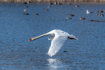 Mute Swan (Cygnus olor) flying low over the water.