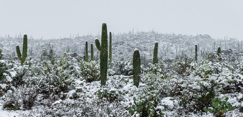 Desert Snow - Tucson, Arizona