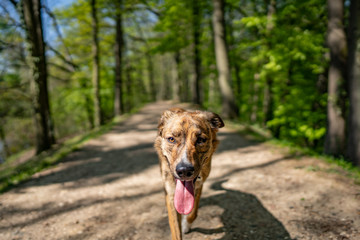 Chien bringé forêt