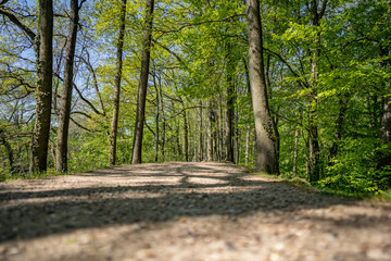 Obraz premium Chemin forêt