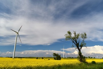 Elektrownia wiatrowa na polu żółtego kwitnącego rzepaku