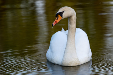 Obraz premium Cygne sur le lac