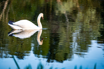 Cygne sur le lac