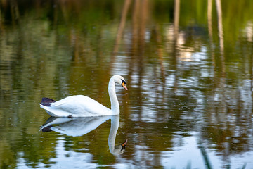 Fototapeta premium Cygne sur le lac