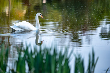 Cygne sur le lac