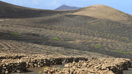 vignobles de Lanzarote
