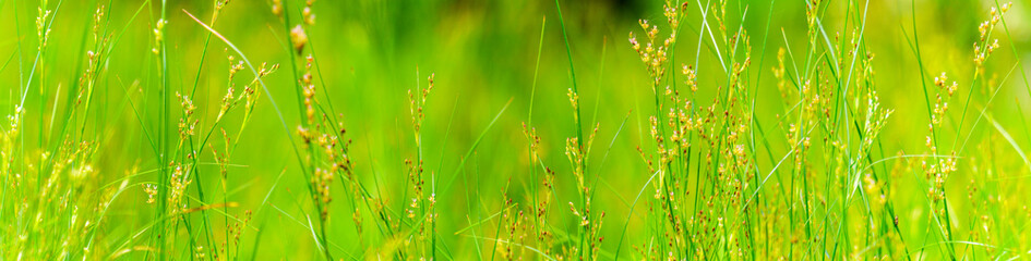 Panoramic view of wild green grasses and seeds on colorful bokeh background