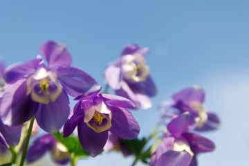 Close up of beautiful light blue violet bluebells on blue sky background with copy space, bottom view, soft focus. Delicate summer flowers
