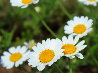 chamomile flowers bloom in the meadow close-up