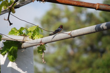 Small Bird on Grape Vine