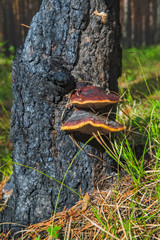 Tree mushrooms on a pine trunk burnt after a forest fire.