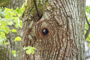 Ptak kos Turdus merula karmiący pisklęta w dziupli na drzewie, okres lęgowy ptaków