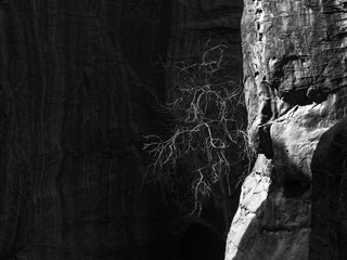 tree hanging off side of cliff