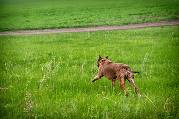 Naklejka na ściany i meble Beautiful dog American Staffordshire Terrier running on green spring field