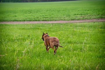 Naklejka na ściany i meble Beautiful dog American Pitbull Terrier running on green spring field