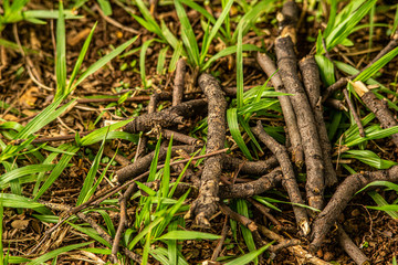 wooden sticks