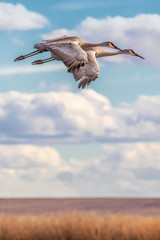 Sandhill Cranes