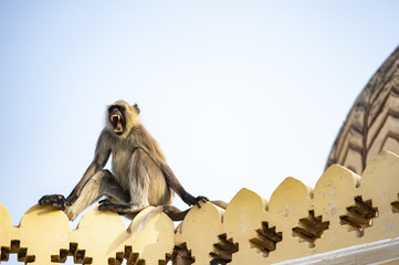 A gray langur monkey is yawning sitting on the edge of a temple in Jaipur during sunset, Jaipur,...