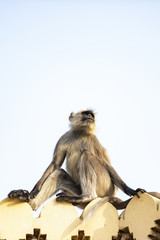 A gray langur monkey is enjoying the sunset sitting on the edge of a temple in Jaipur, Rajasthan, India. Gray Langurs are a group of Old World monkeys native to the Indian subcontinent.