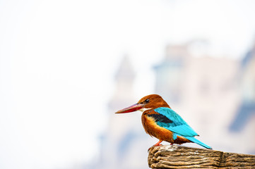 Close-up view of a beautiful tropical Kingfisher bird with brightly colored plumage, large heads, long, sharp, pointed bills, short legs, and stubby tail.