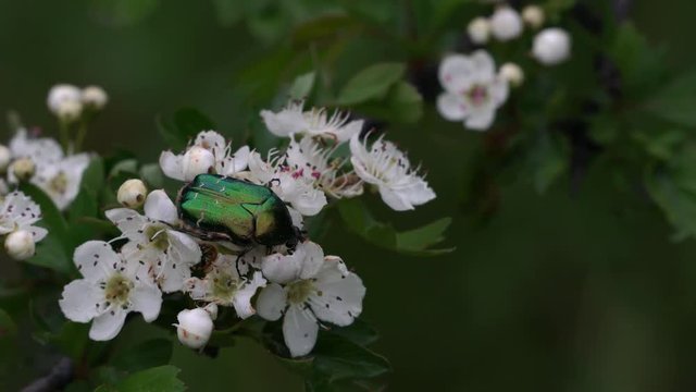 Hawthorn in flowering, Green Rose Chafer looking for nectar - (4K)
