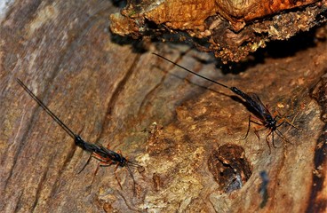The Ephialtes Manifestator insect