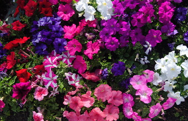 Monte de flores, jardim florido, textura de flores de cores variadas