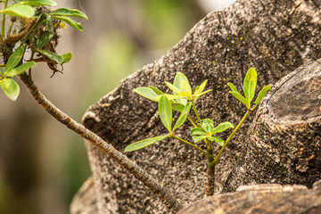 detail of a twig