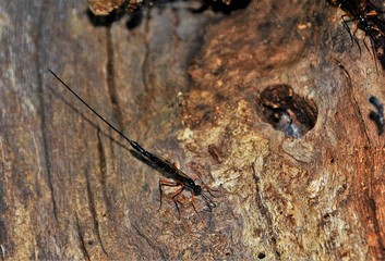 The Ephialtes Manifestator insect