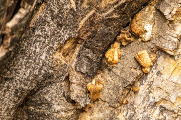 detail of a tree trunk