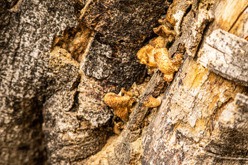 detail of a tree trunk