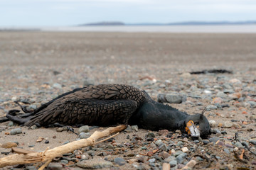 Dead cormorant on a sandy beach. Ocean behind in the distance. Focus on the face.