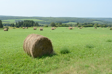 Round bale of hay in a green field. Many more bales in the distance, Hazy, slightly overcast day. © madscinbca
