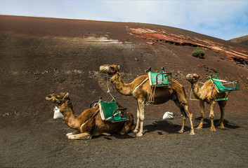 smal caravan on the brown sand
