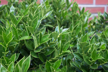 Close-up of green leaves branch against brick building