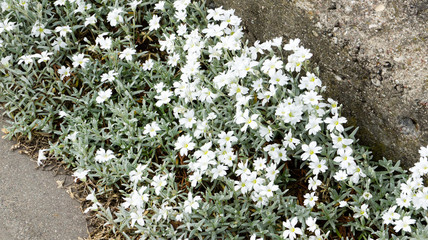 Białe kwiaty na tle szarego betonu © Mateusz