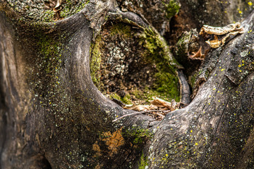 detail of a tree trunk