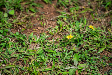 details of a garden