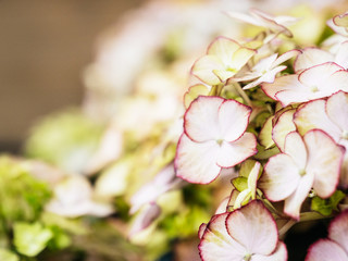 Macro detail of hydrangea or hortensia petals of flower close-up