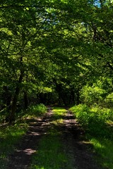 Fototapeta na wymiar a dirt road through green forest